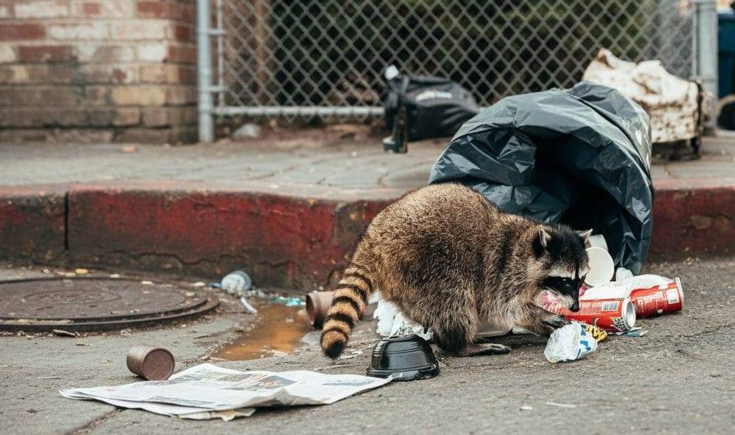 Protecting Commercial Properties from Wildlife Threats