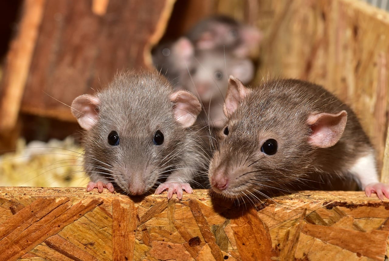 Journey of a Rodent: Why Some Areas Have More Rats