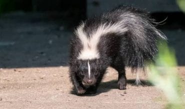 Managing Wildlife on Industrial & Construction Sites