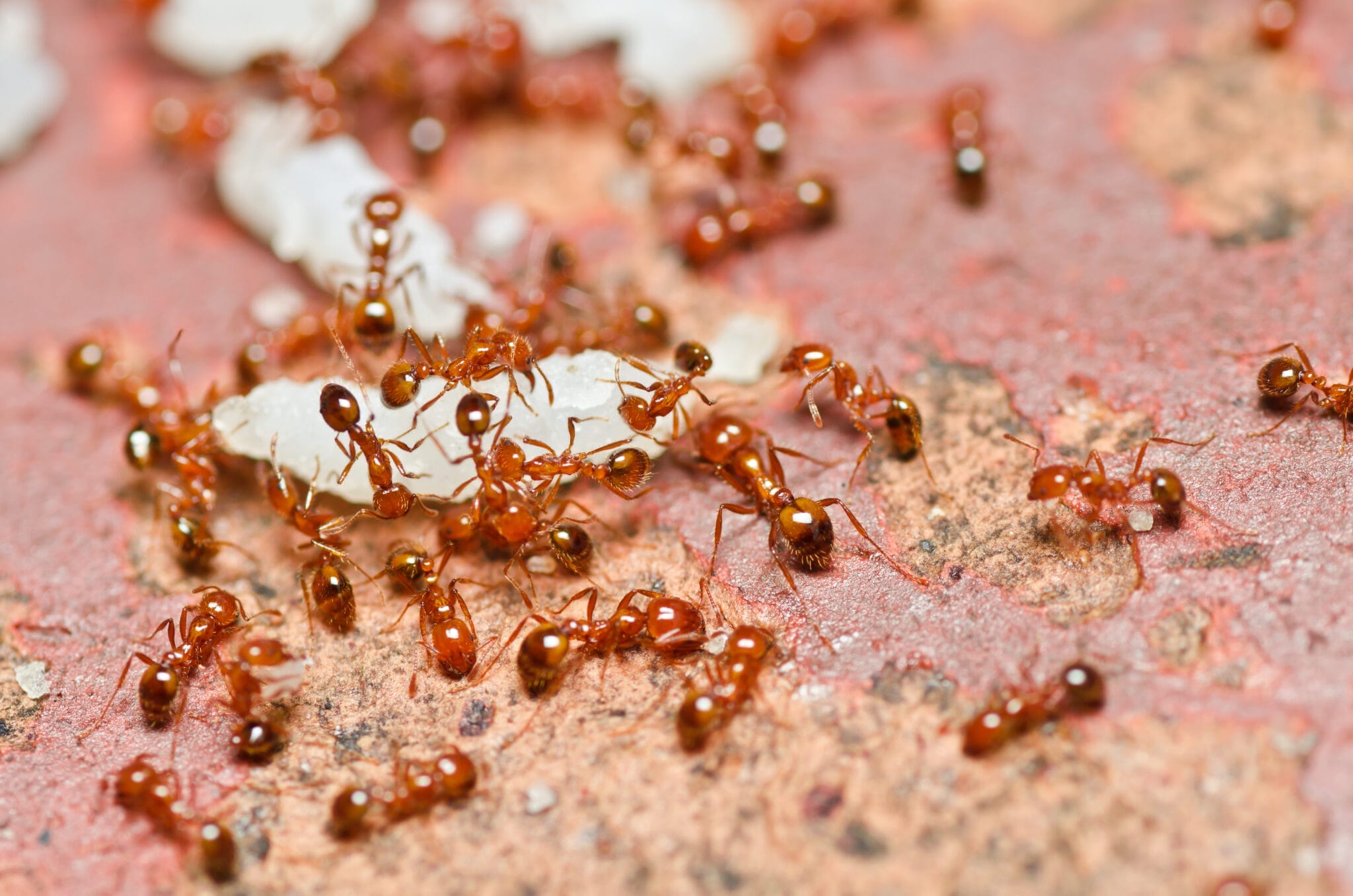 What You Need to Know About ants in Your House