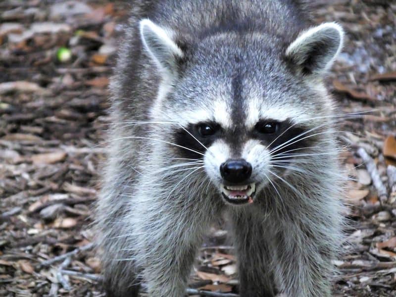 racoon Removal