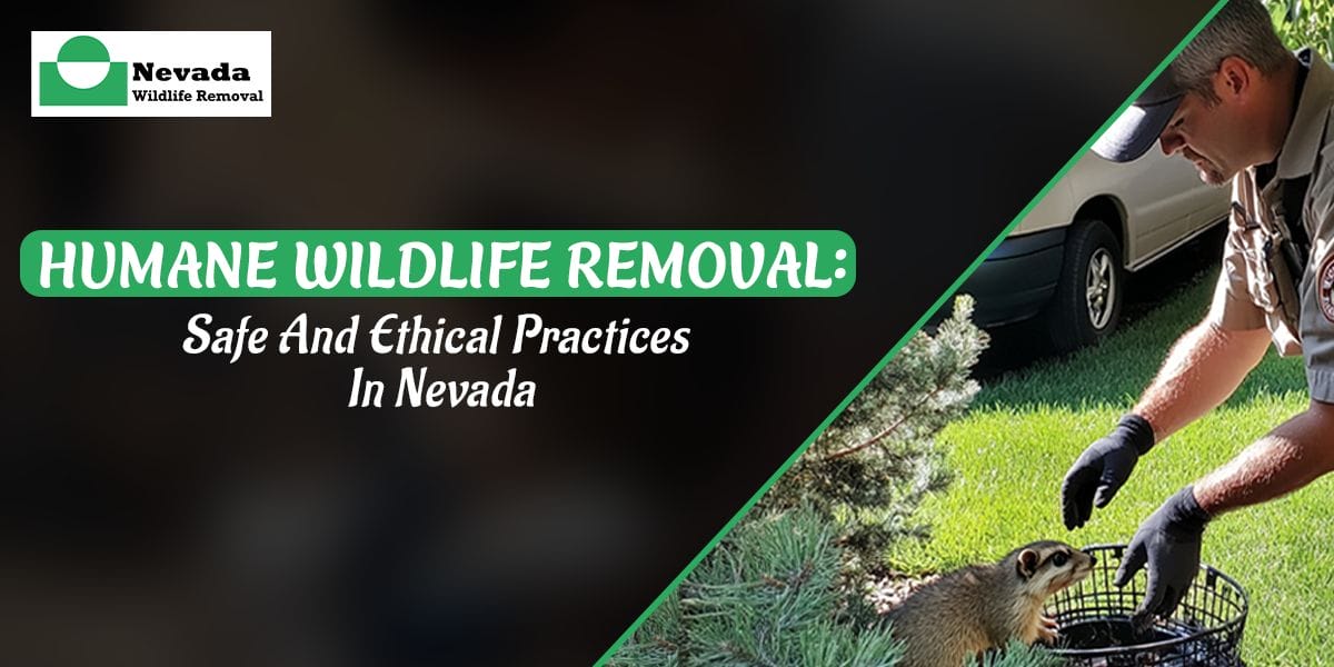Humane Wildlife Removal: Safe and Ethical Practices in Nevada