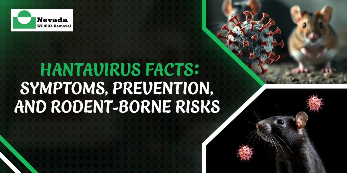 Hantavirus Facts: Symptoms, Prevention, and Rodent-Borne Risks