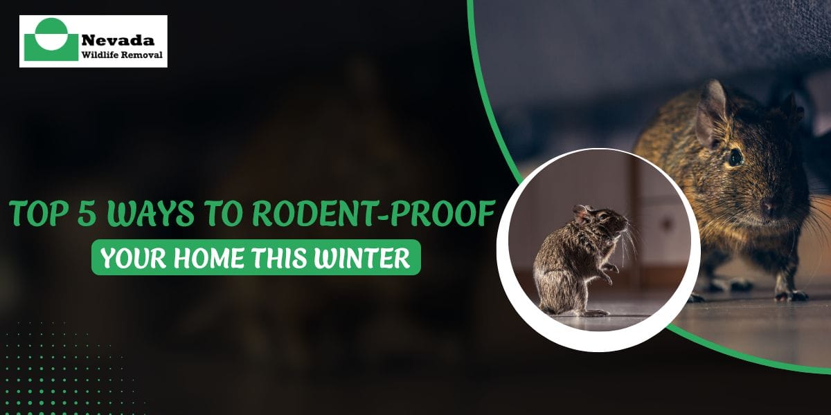 Top 5 Ways to Rodent-Proof Your Home This Winter