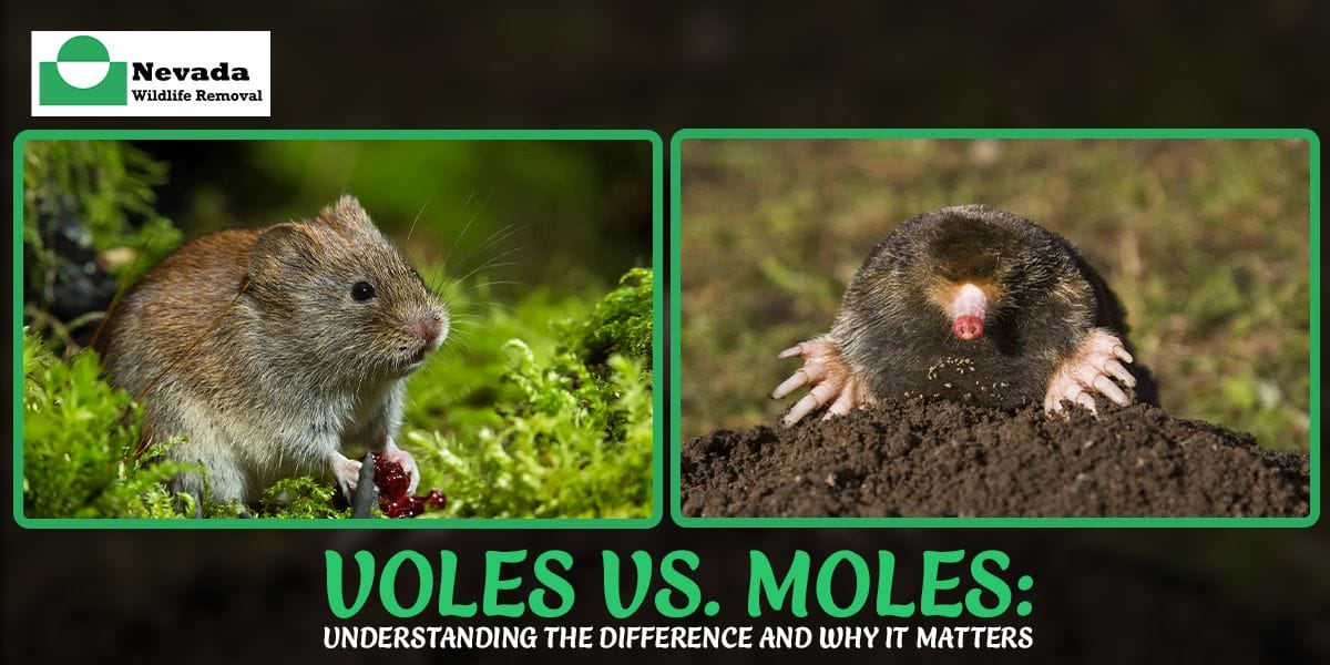 Voles vs. Moles: Understanding the Difference and Why It Matters