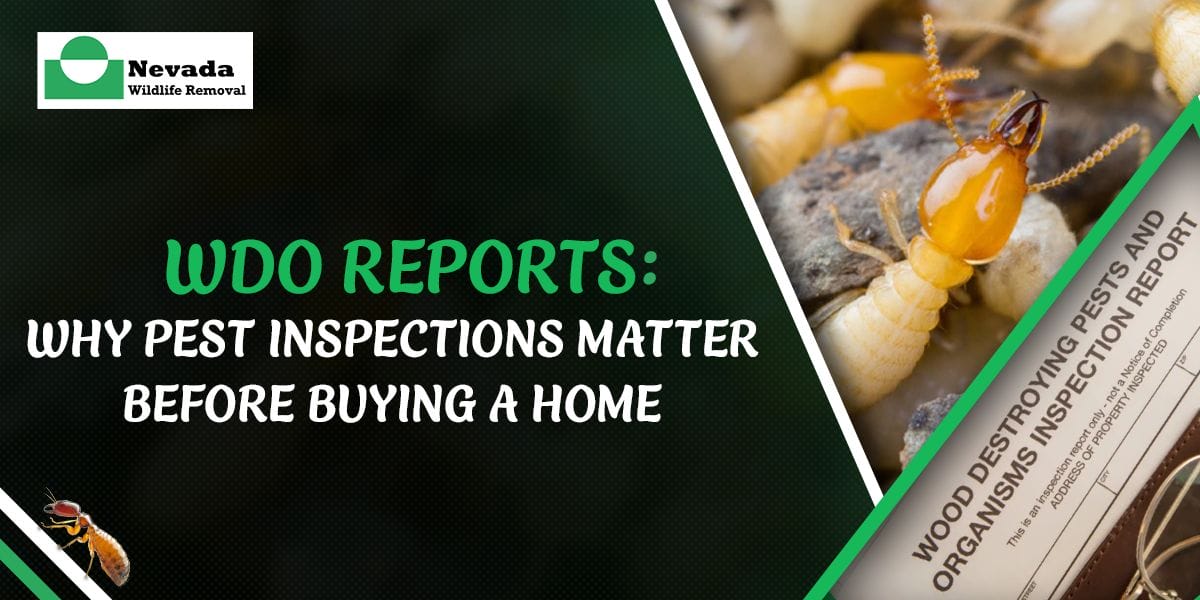 WDO Reports: Why Pest Inspections Matter Before Buying a Home
