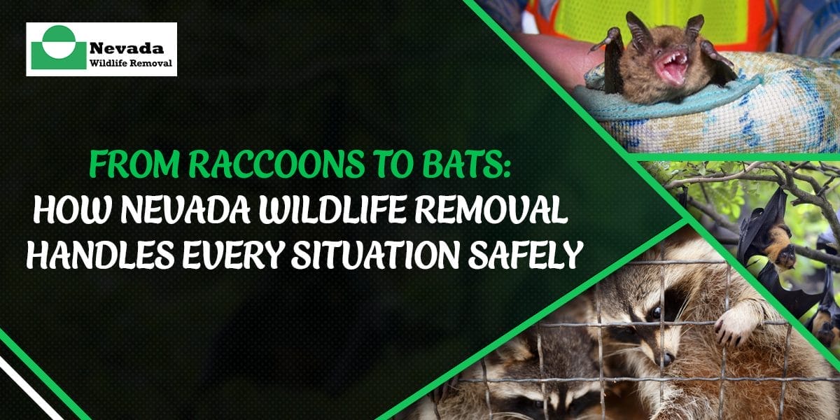From Raccoons to Bats: How Nevada Wildlife Removal Handles Every Situation Safely