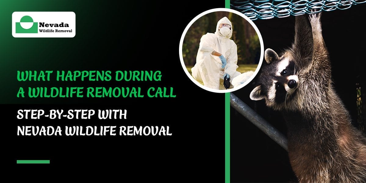 What Happens During a Wildlife Removal Call—Step-by-Step with Nevada Wildlife Removal