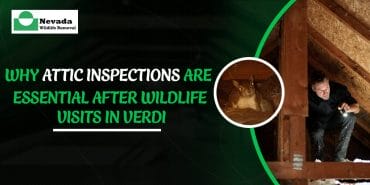 Why Attic Inspections Are Essential After Wildlife Visits in Verdi