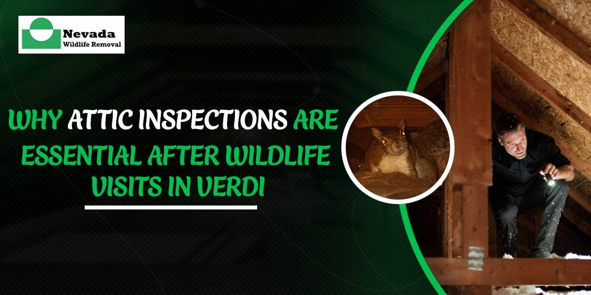 Why Attic Inspections Are Essential After Wildlife Visits in Verdi