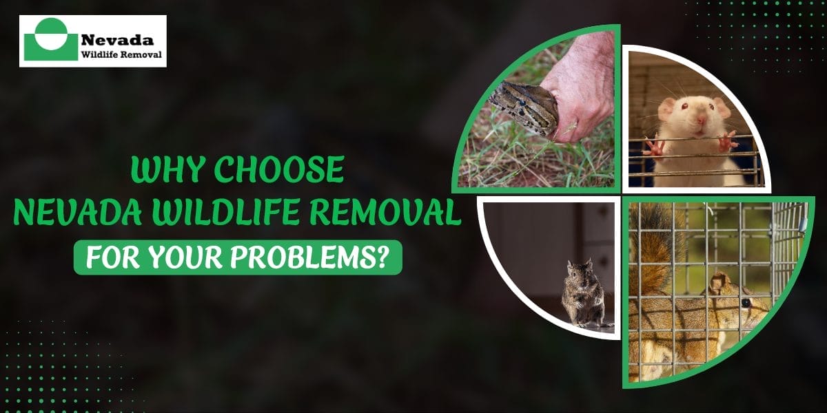 Why Choose Nevada Wildlife Removal for Your Problems?