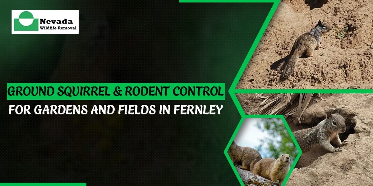 Ground Squirrel & Rodent Control for Gardens and Fields In Fernley