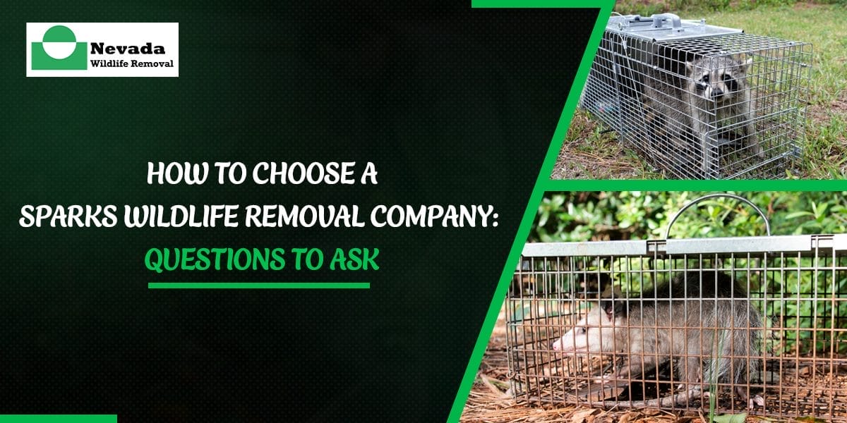 How to Choose a Sparks Wildlife Removal Company: Questions to Ask