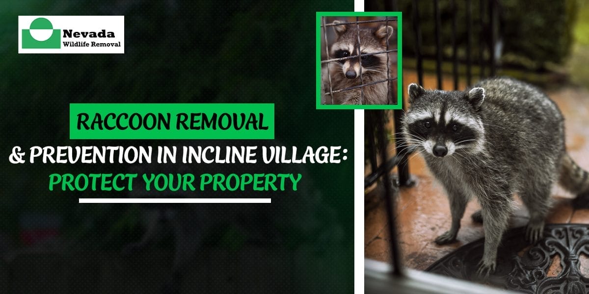 Raccoon Removal & Prevention in Incline Village: Protect Your Property