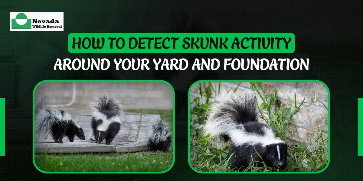 How to Detect Skunk Activity Around Your Yard and Foundation