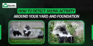 How to Detect Skunk Activity Around Your Yard and Foundation