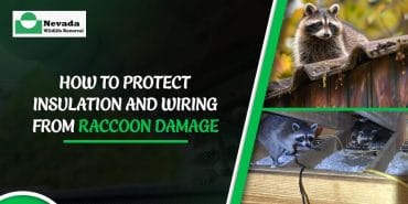 How to Protect Insulation and Wiring From Raccoon Damage