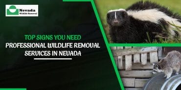 Top Signs You Need Professional Wildlife Removal Services in Nevada