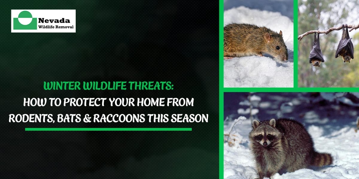 Winter Wildlife Threats: How to Protect Your Home From Rodents, Bats & Raccoons This Season
